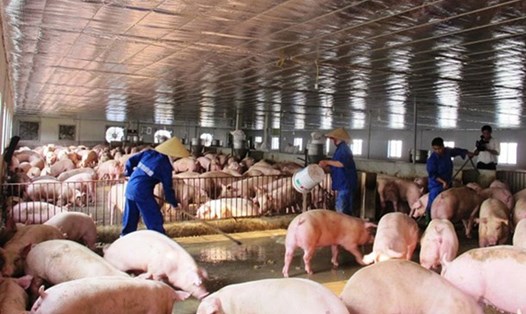 Một trang trại lợn tại Hà Tĩnh. Ảnh: T.L