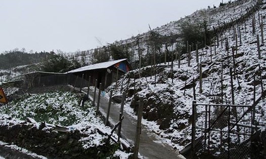 Tuyết rơi dày tại Sa Pa. Ảnh: Báo Lào Cai