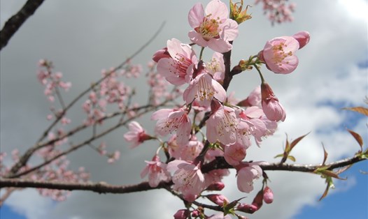 Mai anh đào - loài hoa biểu tượng cho mùa xuân của Đà Lạt. Ảnh: K.Q.