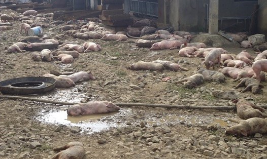 1.200 con lợn bị chết cháy và chết do hít phải khói độc.