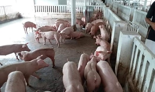 Cục Chăn nuôi khẳng định: Đàn lợn nuôi trong dân đã giảm mạnh. Ảnh: HHCN