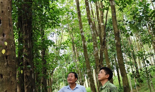 Tổng đội trưởng Hồ Xuân Hiếu (trái) cùng đội viên Thái Văn Hướng (phải) tại vườn dó trầm. Ảnh: Văn Lê