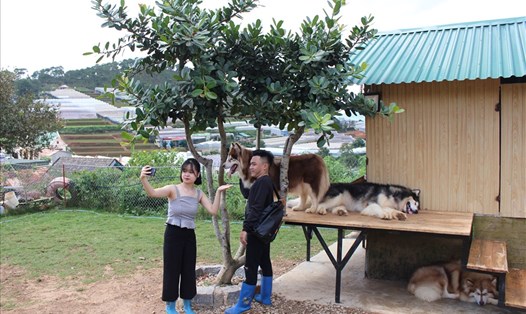 Du khách thoải mái vui đùa, chụp ảnh với những chú chó trong trang trại của anh Trí.