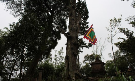 Một cây Xích Tùng cổ chết khô trên Yên Tử. Ảnh: Nguyễn Hùng