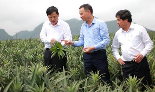 Bộ trưởng Nguyễn Xuân Cường thăm mô hình trồng dứa công nghệ cao. Ảnh: BNN