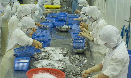 Các nhà máy chế biến thủy sản cũng là nạn nhân của việc bơm, chích tạp chất vào tôm nguyên liệu. Ảnh: Nhật Hồ.