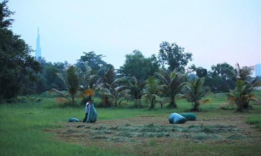 Dù chỉ cách trung tâm TPHCM vài cây số nhưng bán đảo Thanh Đa vẫn đang là vùng đầm lầy, ruộng đất hoang hóa, đời sống người dân khó khăn bởi quy hoạch kéo dài. Ảnh: Trường Sơn