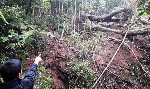 Ban QLRPH Đắk Đoa đã "khai khống", giả chữ ký để trục lợi ngân sách. Ảnh: rừng Tây Nguyên bị tàn phá