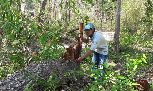Thay vì chăm sóc và bảo vệ rừng, BQL Rừng phòng hộ Đắk Đoa lại trục lợi ngân sách hàng tỉ đồng. Ảnh: Đ.V