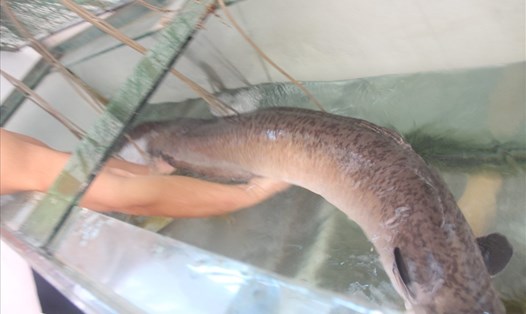 Con cá Chình khủng được chủ nhà hàng tại thị trấn Con Cuông thu mua.