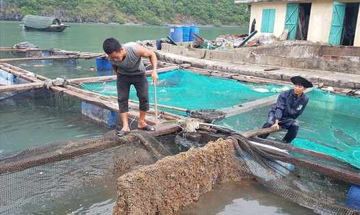 Các công nhân đang vệ sinh lại các lồng nuôi cá để giảm tình trạng cá tiếp tục chết. Ảnh: PV