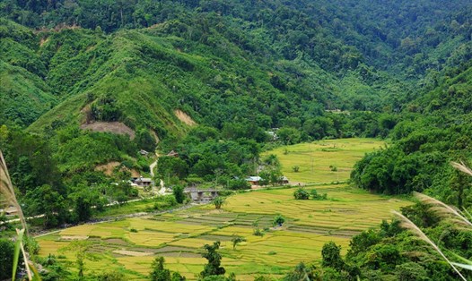 Cánh đồng lúa chín ở Nam Giang. Ảnh: Đ.V