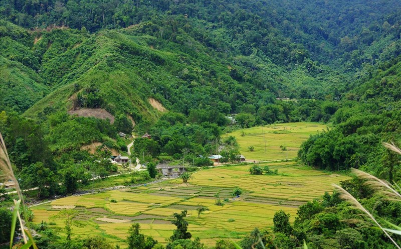 Cánh đồng lúa chín ở Nam Giang. Ảnh: Đ.V