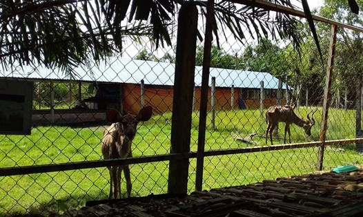 Hình ảnh động vật trong vườn thú Công viên nước Củ Chi gầy trơ xương.