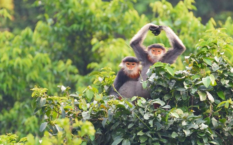 Nữ hoàng linh trưởng tại Sơn Trà. Ảnh: Bùi Văn Tuấn