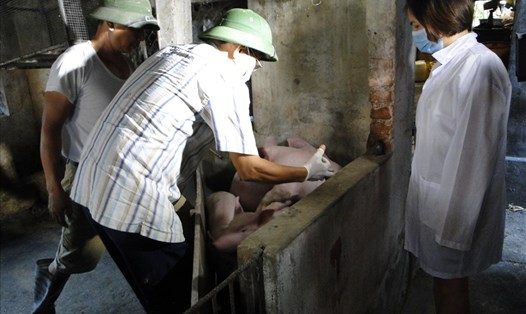 Cán bộ Chi cục chăn nuôi và thú y tỉnh Thái Bình tiêm vắcxin cho đàn lợn của người dân.