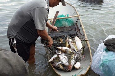 Người dân thu nhập được hàng chục kg cá