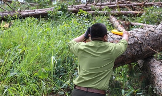 Cơ quan chức năng đang kiểm đếm, đo đạc số cây thông bị chặt hạ tại khu rừng thuộc thị trấn Nam Ban, huyện Lâm Hà, tỉnh Lâm Đồng. Ảnh: PV