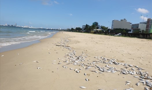 Cá chết hàng loạt trôi dạt vào bờ biển Đã Nẵng