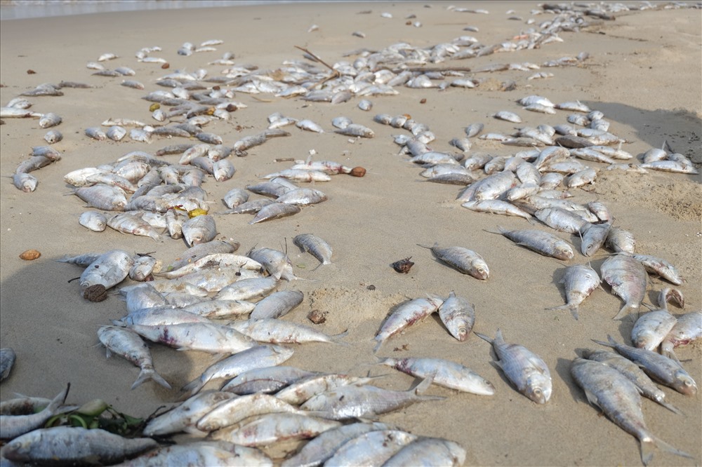 Cá chết hàng loạt dạt vào bãi biển Đà Nẵng vào chiều ngày 10.11. (ảnh: Hoàng Vinh) 