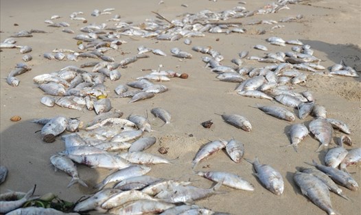 Cá chết hàng loạt dạt vào bãi biển Đà Nẵng vào chiều ngày 10.11. (ảnh: Hoàng Vinh) 