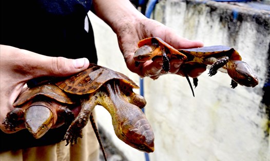 Rùa đầu to được nuôi tại trang trại ông Trần Chí Đại. Ảnh: Lục Tùng