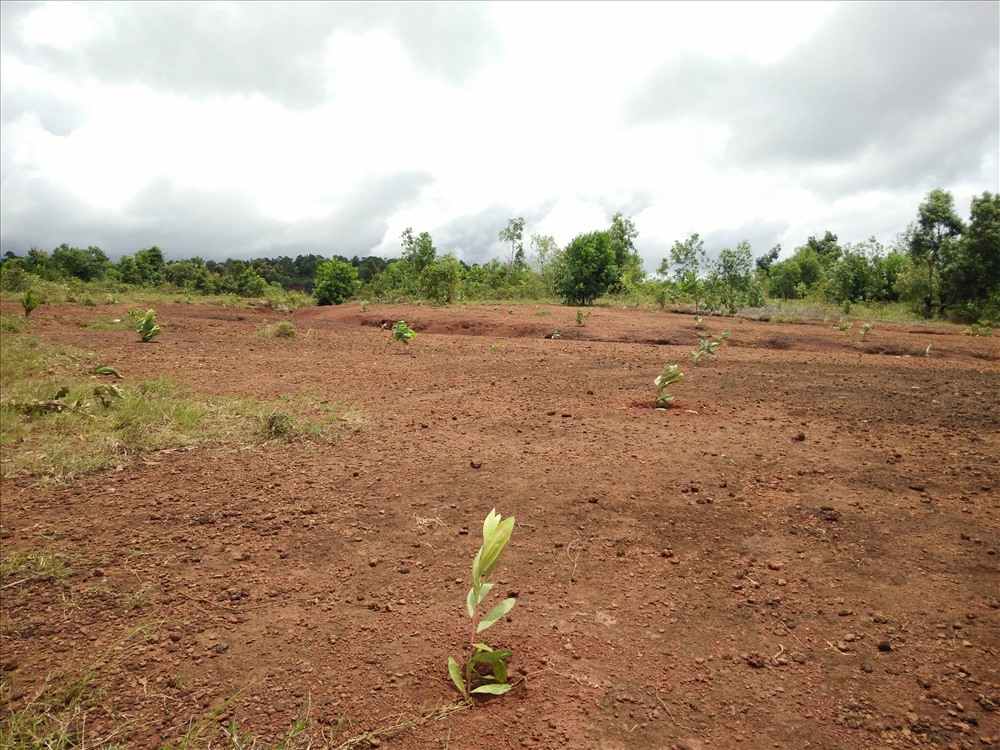 Nhiều diện tích rừng tại huyện Ea Súp sau khi giao các Cty lâm nghiệp quản lý bị người dân xâm chiếm, canh tác và phá rừng.