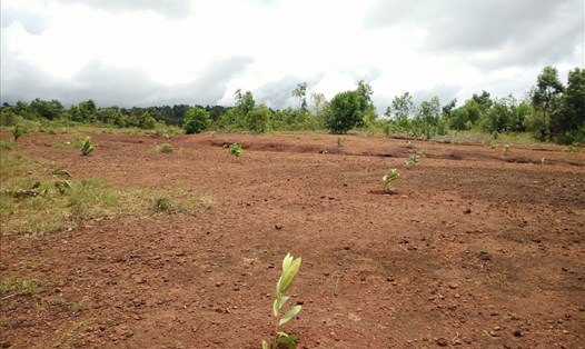 Nhiều diện tích rừng tại huyện Ea Súp sau khi giao các Cty lâm nghiệp quản lý bị người dân xâm chiếm, canh tác và phá rừng.