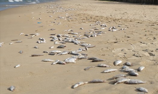 Cá chết hàng loạt rồi dạt vào bờ biển Liên Chiểu ngày 10.11. (ảnh: Hoàng Vinh)