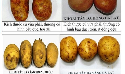 Cơ quan chức năng giới thiệu cách phân biệt khoai tây Trung Quốc và khoai tây Việt Nam.