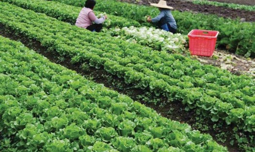 Việt Nam đã có 43.000ha sản xuất nông nghiệp hữu cơ. Trong tương lai, Việt Nam cần hơn 200 triệu tấn phân bón hữu cơ. Ảnh: P.V