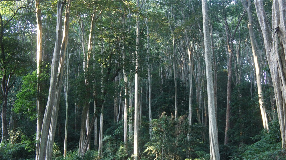 Không gian đẹp đến ngỡ ngàng nơi rừng săng lẻ