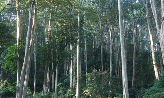 Không gian đẹp đến ngỡ ngàng nơi rừng săng lẻ