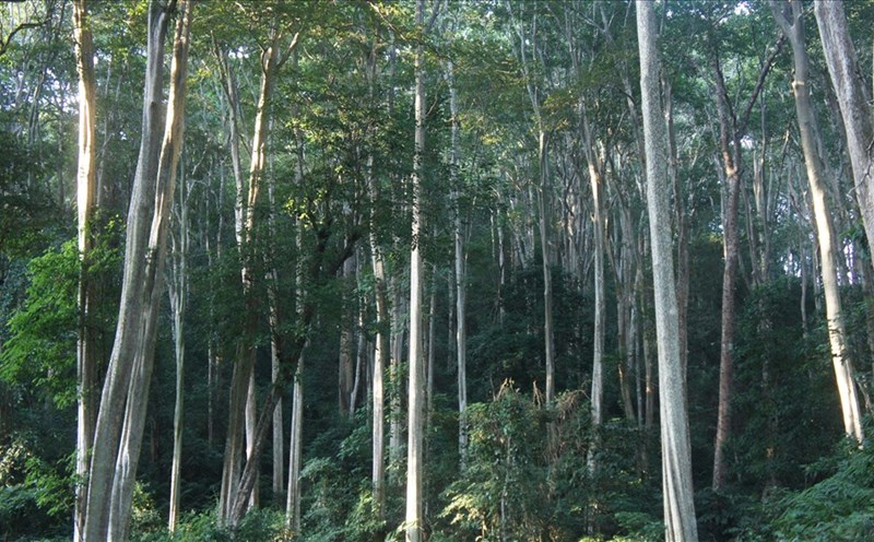 Không gian đẹp đến ngỡ ngàng nơi rừng săng lẻ