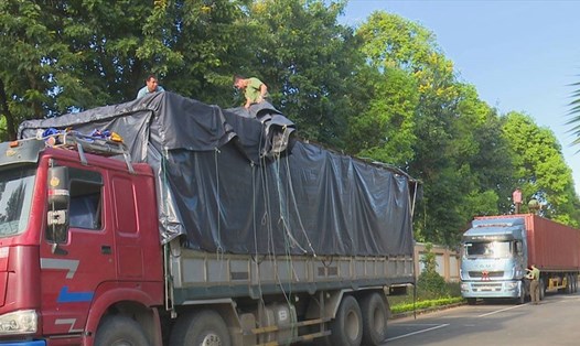 Hiện hai xe tải chở gỗ lậu đang bị tạm giữ để phục vụ điều tra.