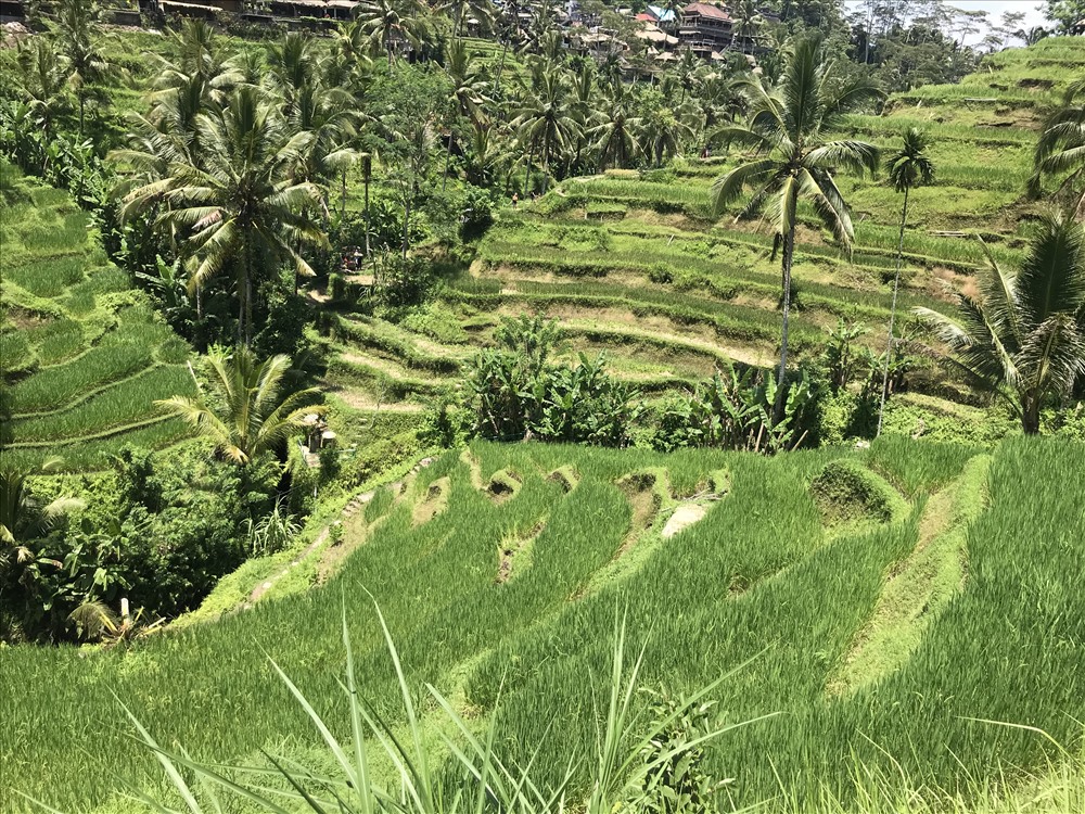 Ruộng bậc thang ở Tegalalang. Ảnh: H.V.M
