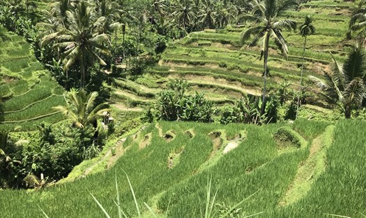 Ruộng bậc thang ở Tegalalang. Ảnh: H.V.M