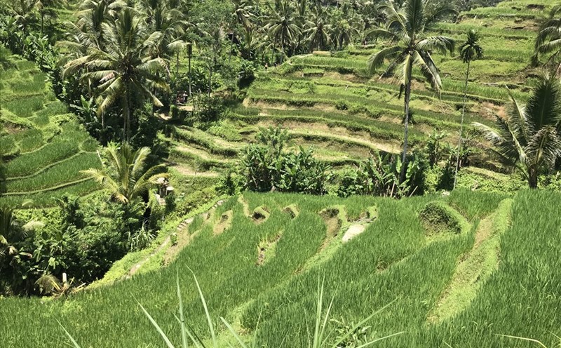 Ruộng bậc thang ở Tegalalang. Ảnh: H.V.M