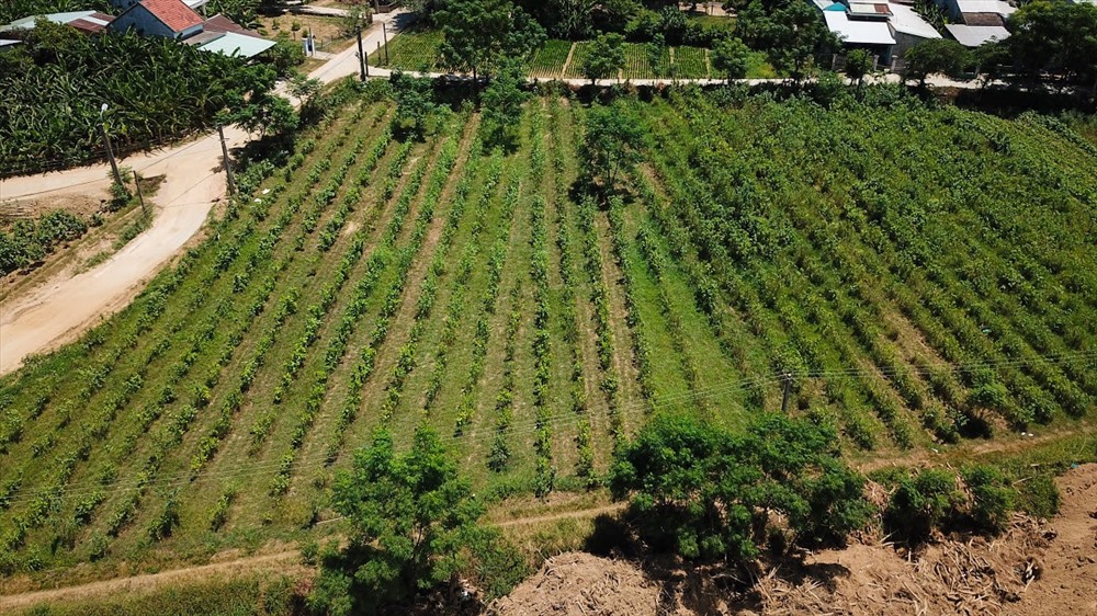 Từ 4000 ha thời đỉnh điểm, hiện diện tích trồng dâu ở làng lụa Mã Châu chỉ còn 2ha.