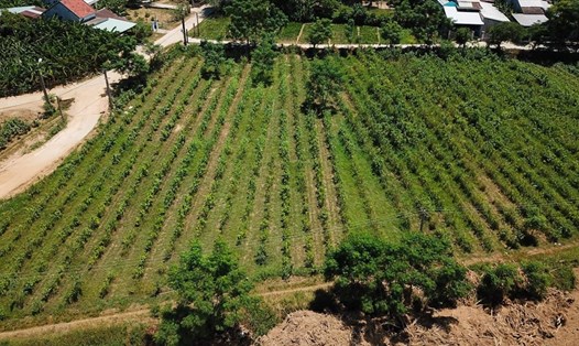 Từ 4000 ha thời đỉnh điểm, hiện diện tích trồng dâu ở làng lụa Mã Châu chỉ còn 2ha.