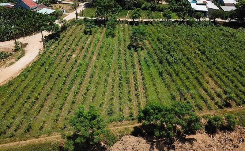 Từ 4000 ha thời đỉnh điểm, hiện diện tích trồng dâu ở làng lụa Mã Châu chỉ còn 2ha.