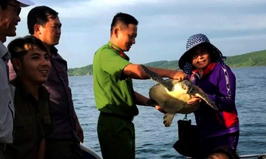 Cơ quan chức năng huyện Phú Quốc, tỉnh Kiên Giang thực hiện thả rùa biển tang vật về biển. Ảnh: HQ 