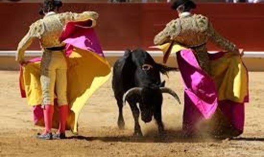 Ông Rosé Ramón Godoy nhấn mạnh, thịt bò XK sang Việt Nam là loài bò thịt, không phải là bò tót chuyên thi đấu nổi tiếng của Tây Ban Nha (Ảnh minh họa)