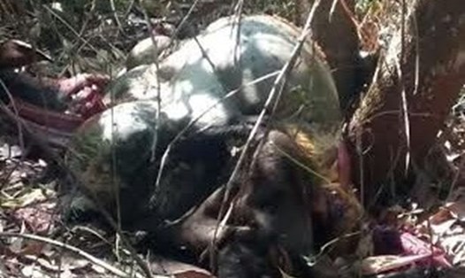 Trước đó, vào tháng 2-2016, một con bò tót đực nặng khoảng 200 ký sinh sống trong Khu bảo tồn đã bị hai đối tượng dùng súng bắn chết, xẻ thịt mang đi tỉnh Bình Phước bán.