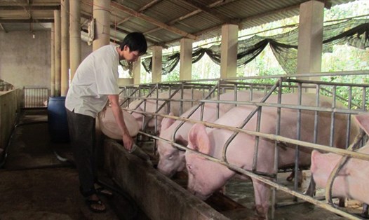Đã có 2 kịch bản ứng phó với dịch tả lợn châu Phi, bảo vệ đàn lợn trong nước. Ảnh: PV