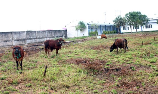 Người dân thả bò trong khuôn viên dự án do bị bỏ hoang lâu ngày.