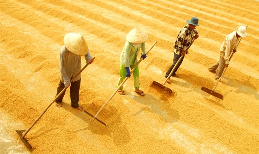 Xuất khẩu gạo Việt Nam dự kiến cán mốc 6,15 triệu tấn năm 2018. Ảnh: PV