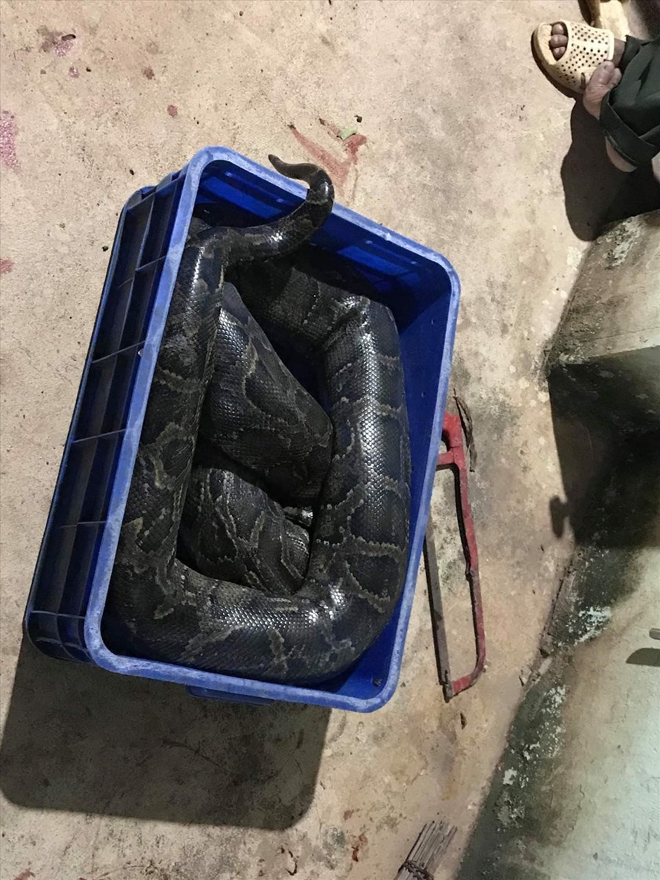 Con trăn nặng khoảng 24kg đã được nuôi 7 năm Con trăn nặng khoảng 24kg đã được nuôi 7 năm