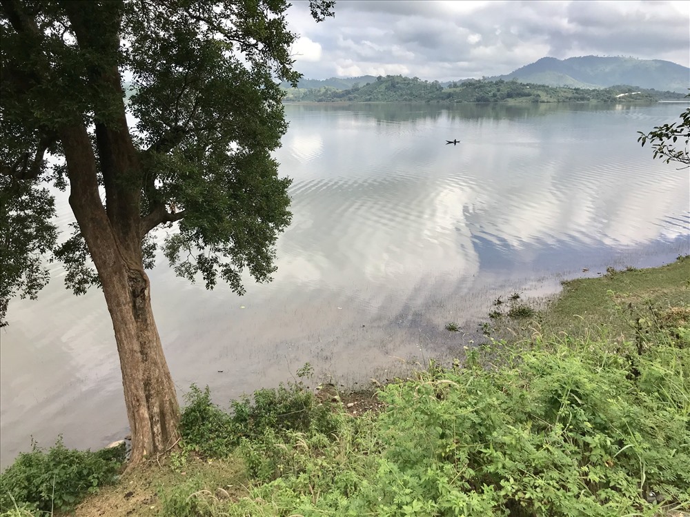 Một cây kơ nia cổ thụ bên hồ Lăk. Ảnh: H.V.M 