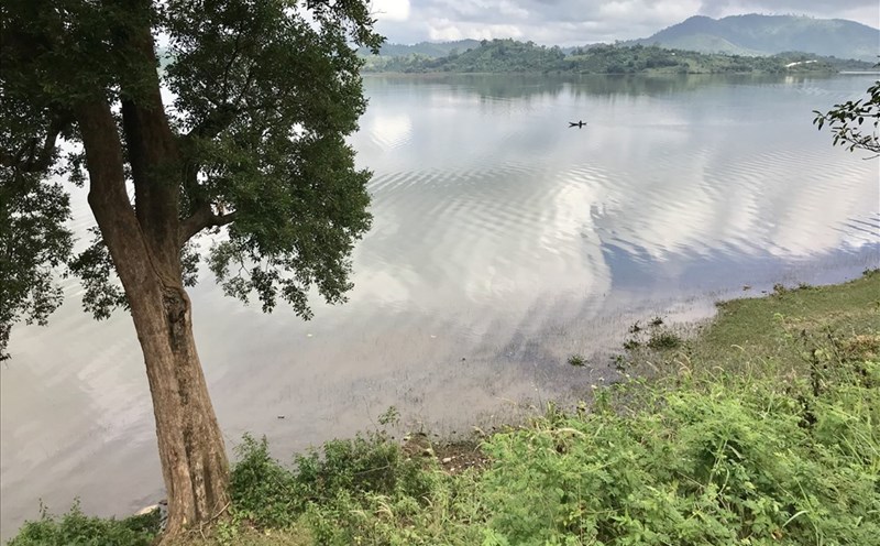 Một cây kơ nia cổ thụ bên hồ Lăk. Ảnh: H.V.M